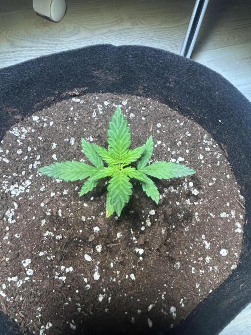 Original Jack Herrer. Week 3