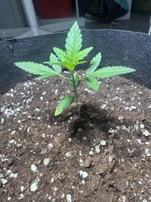 Sansi . Week 3
