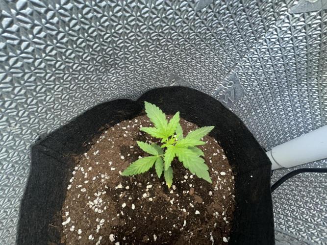 Original Jack Herrer. Week 3