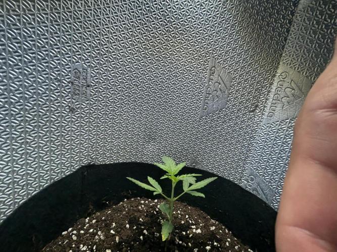 Sansi . Week 3