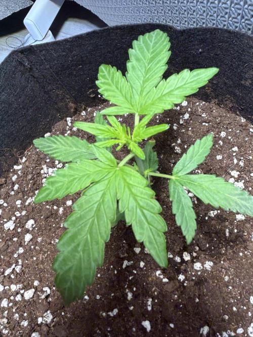 Original Jack Herrer. Week 3