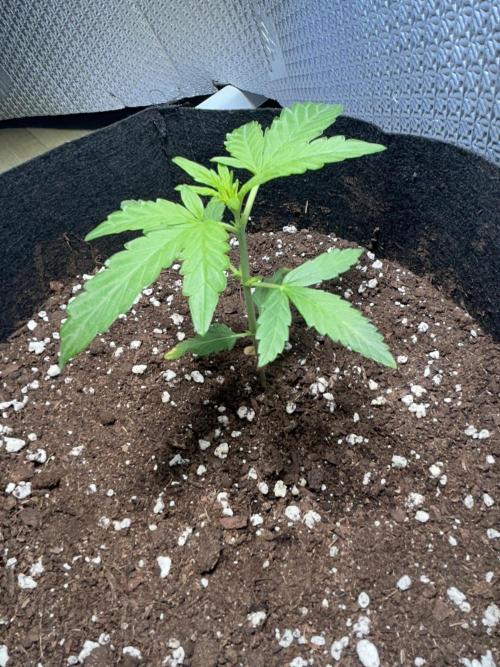 Original Jack Herrer. Week 3