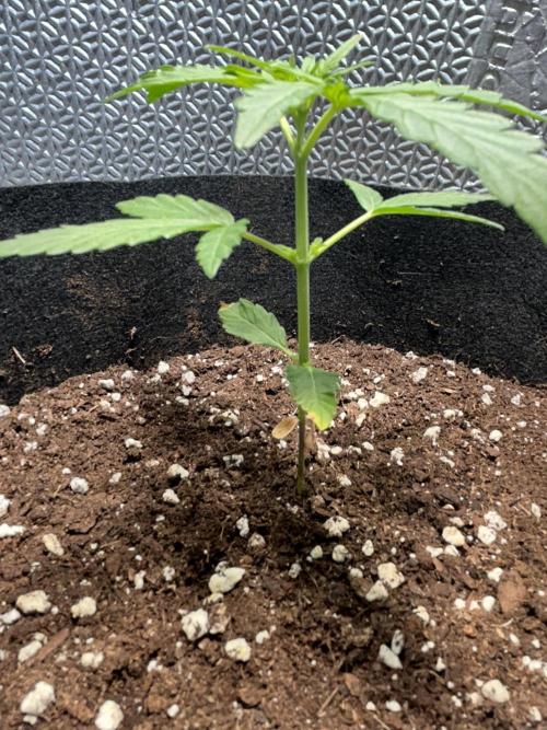 Sansi . Week 3