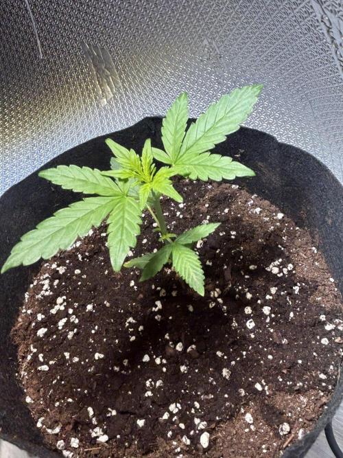 Original Jack Herrer. Week 3
