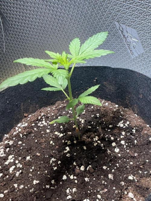Sansi . Week 3