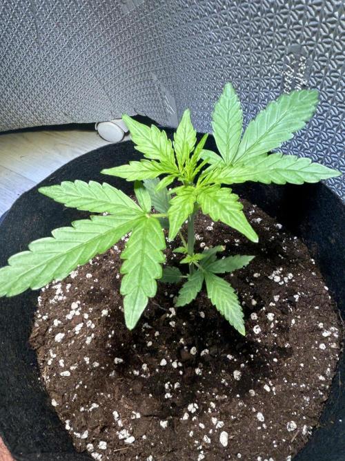 Original Jack Herrer. Week 3