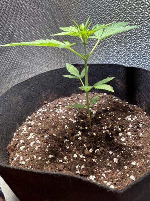 Original Jack Herrer. Week 3