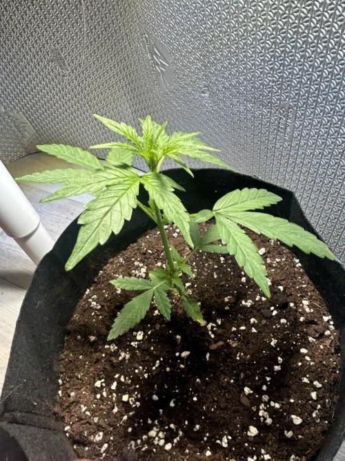 Original Jack Herrer. Week 3