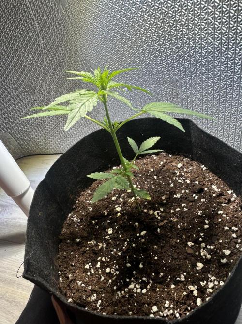 Original Jack Herrer. Week 3