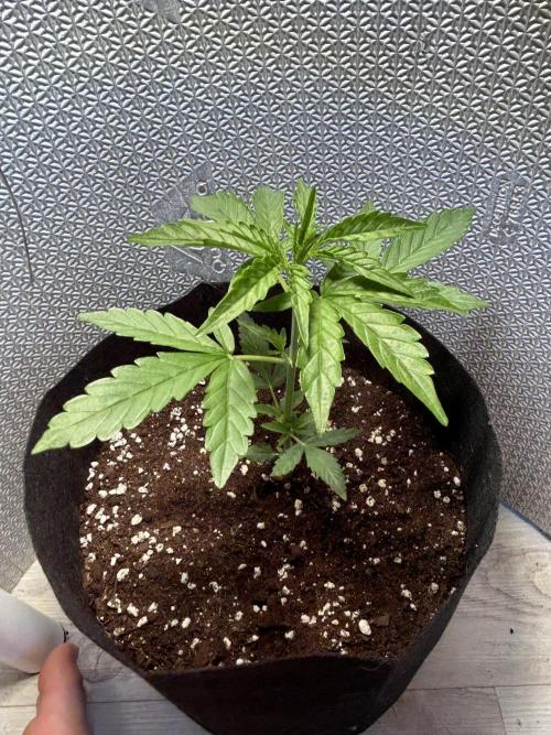 Original Jack Herrer. Week 3