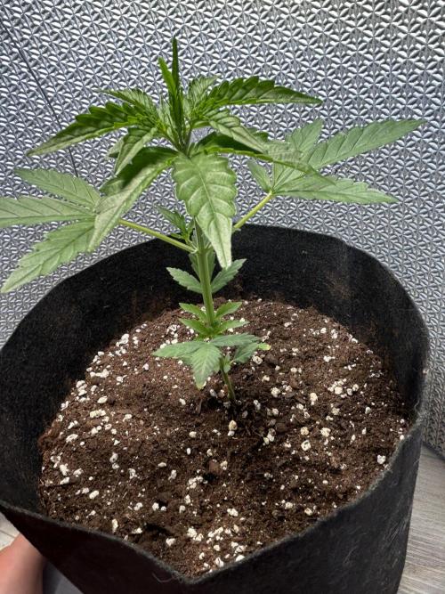 Original Jack Herrer. Week 3