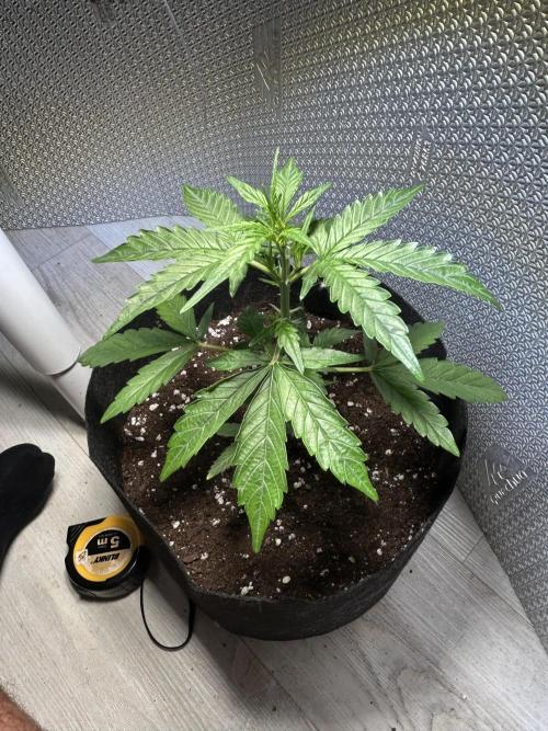 Original Jack Herrer. Week 4