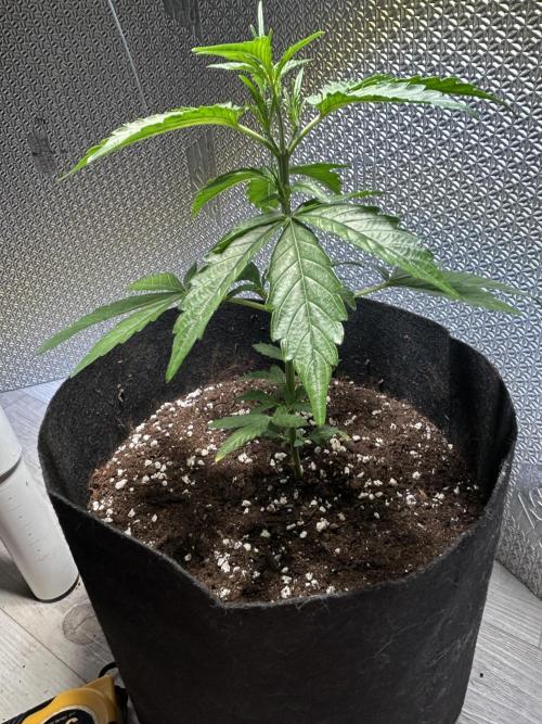 Original Jack Herrer. Week 4