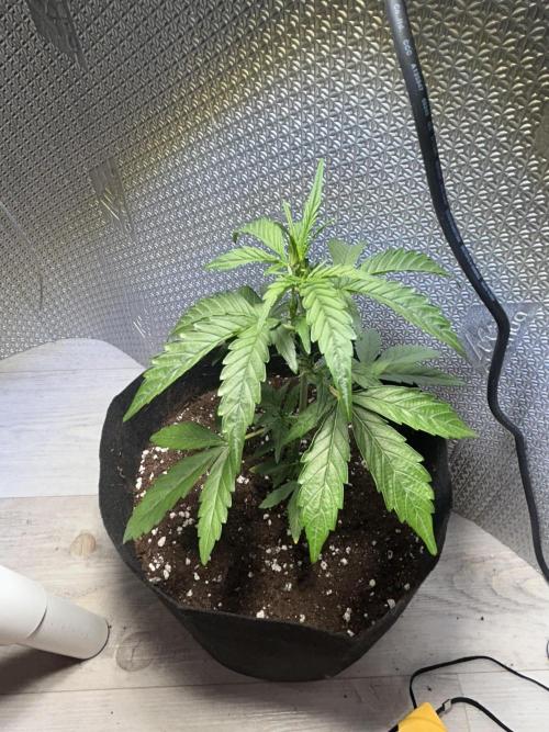 Original Jack Herrer. Week 4