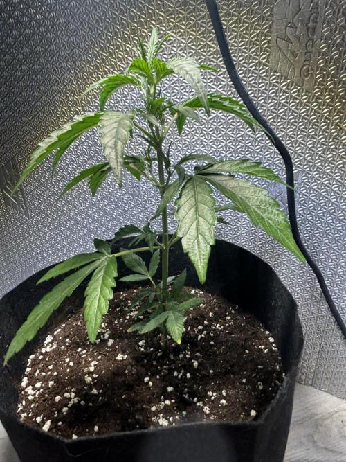 Original Jack Herrer. Week 4