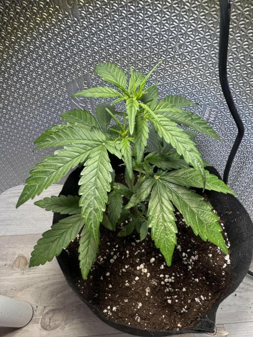 Original Jack Herrer. Week 4