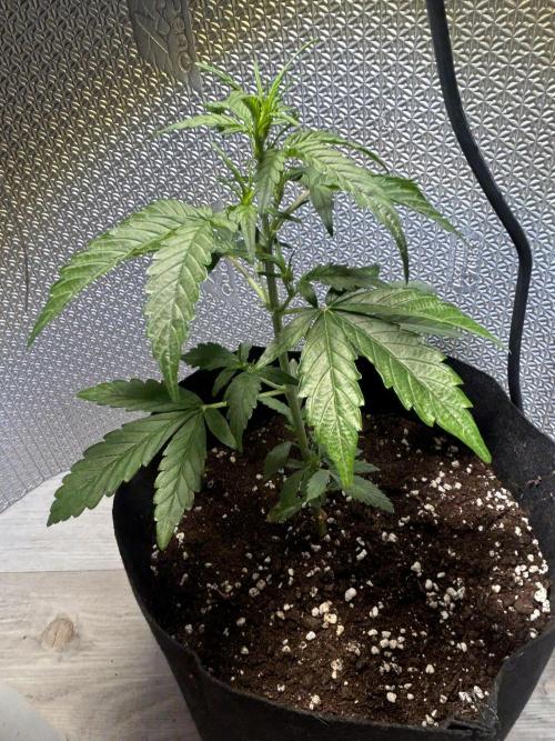 Original Jack Herrer. Week 4