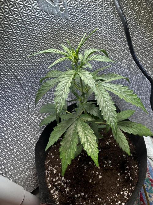 Original Jack Herrer. Week 4