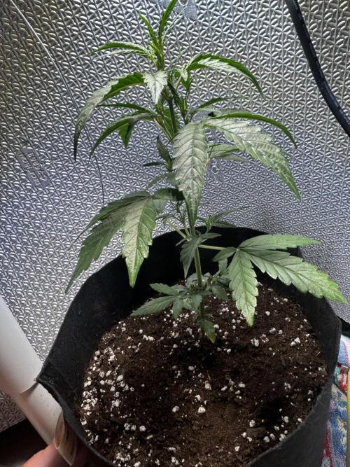 Original Jack Herrer. Week 4