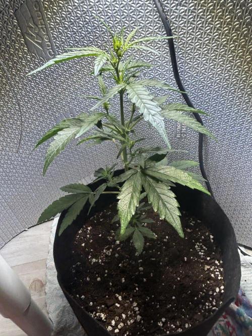 Original Jack Herrer. Week 4