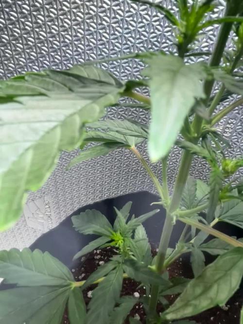 Original Jack Herrer