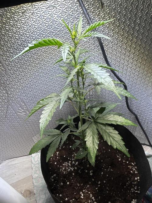 Original Jack Herrer. Week 4
