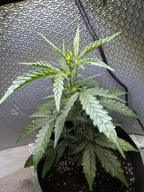 Original Jack Herrer. Week 4