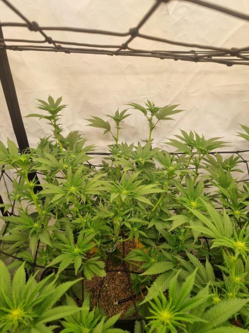 Hulkies. Week 2 - BRUCE BANNER #3