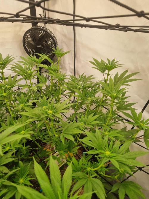 Hulkies. Week 2 - BRUCE BANNER #3