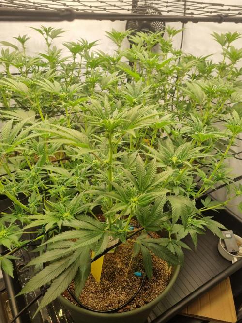 Hulkies. Week 2 - BRUCE BANNER #3