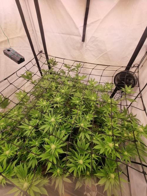 Bruce Banner | Steckling. Week 3