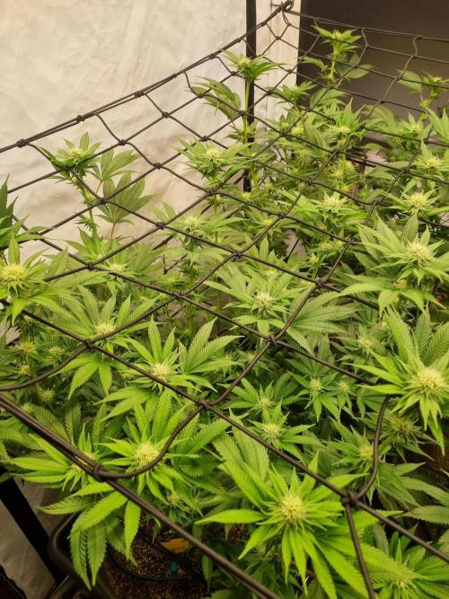 Bruce Banner | Steckling. Week 4