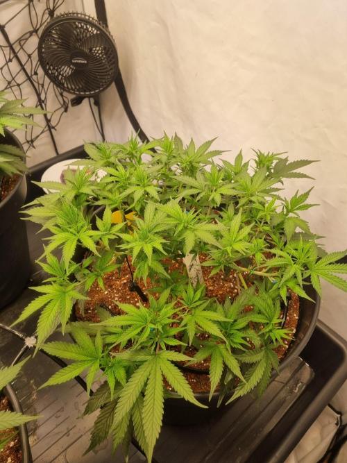 Candy Store | Steckling . Week 5