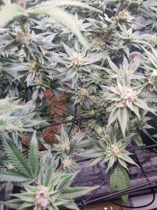 Bruce Banner | Steckling. Week 6