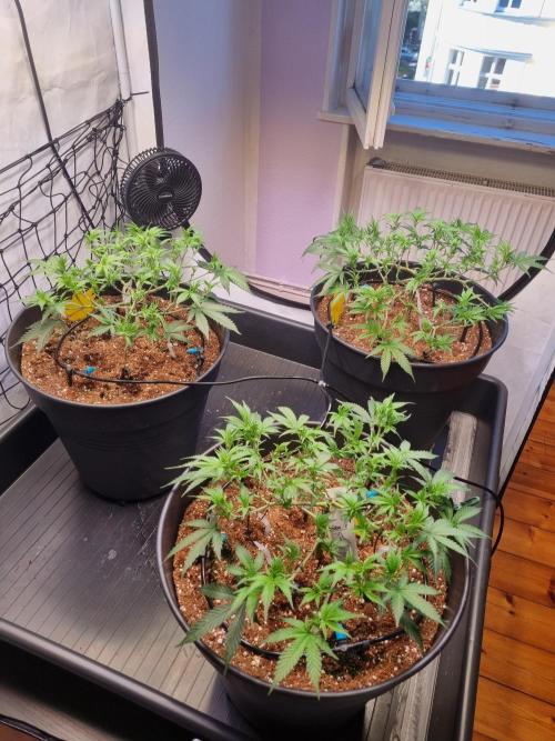 Klarissa, Johanna und Merle 💚. Week 6