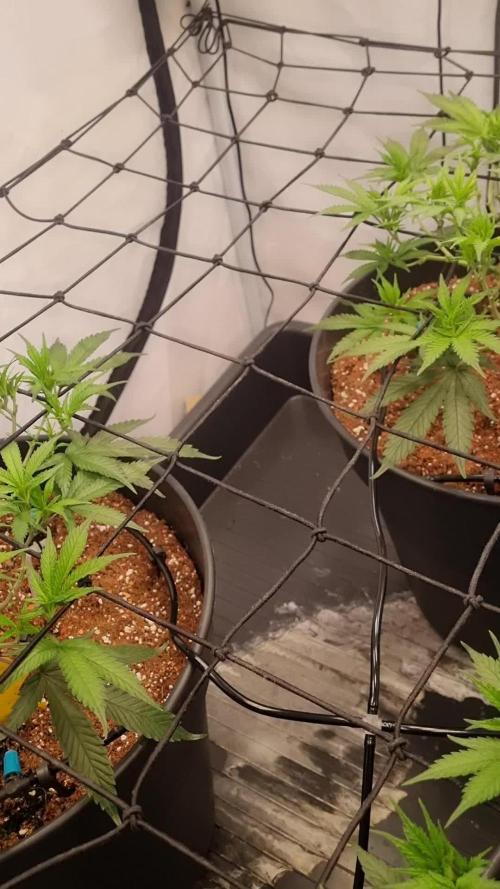 Candy Store | Steckling . Week 6