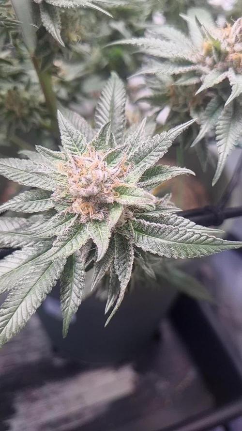 Bruce Banner | Steckling. Week 7