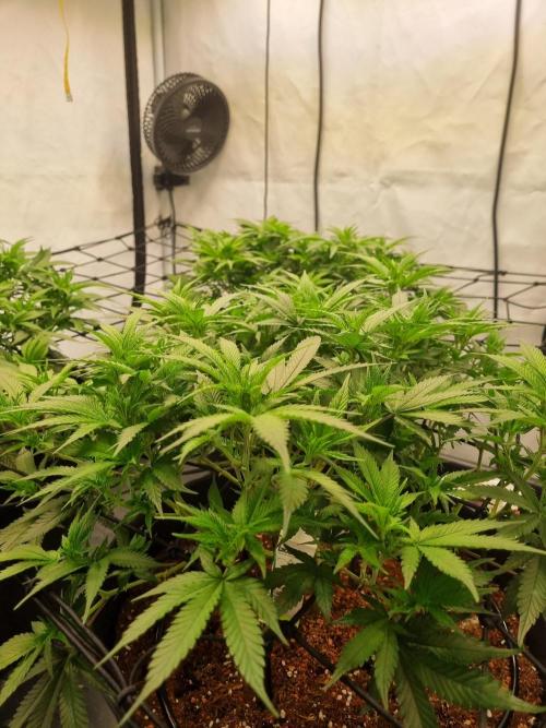 Candy Store | Steckling . Week 7