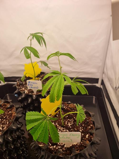 Lemon Cherry Gelato (Liora). Week 1