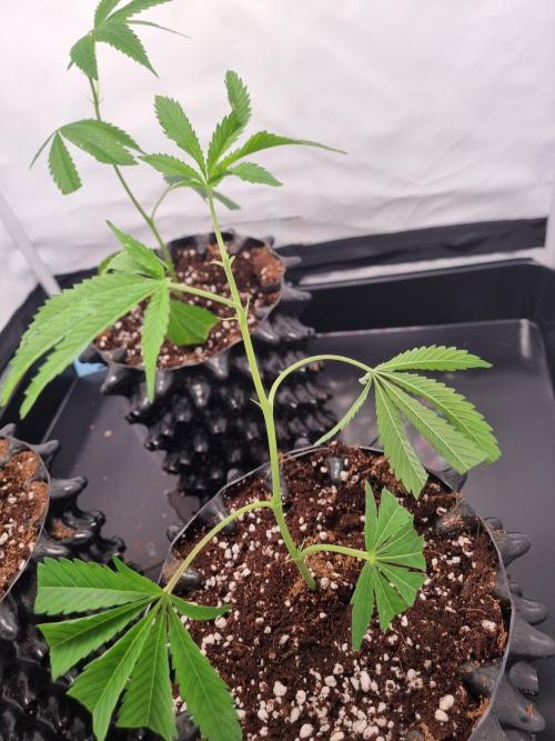 Lemon Cherry Gelato (Liora). Week 1