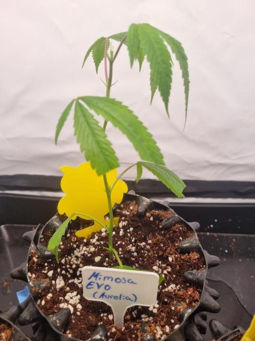 Mimosa Evo (Aurelia). Week 1