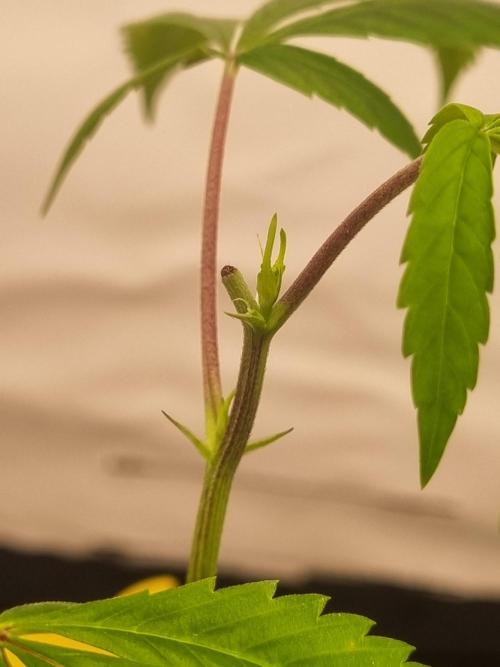 Mimosa Evo (Aurelia). Week 1