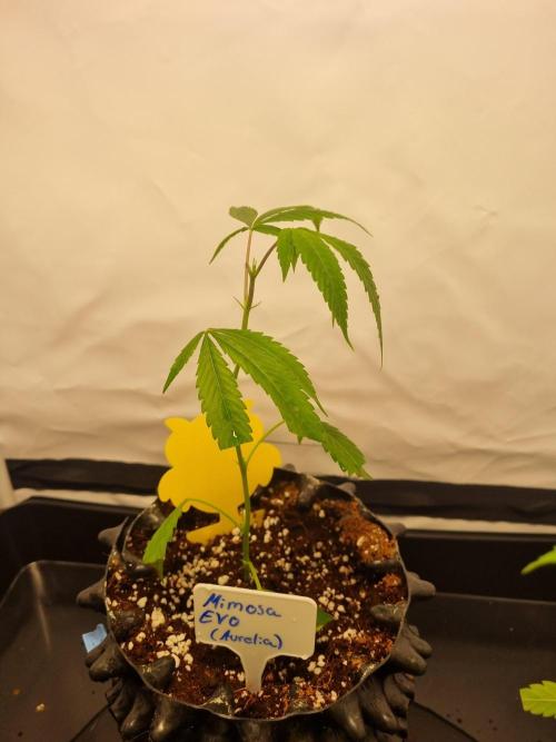 Mimosa Evo (Aurelia). Week 1