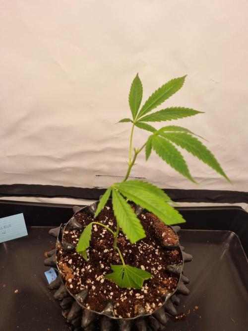 Mimosa Evo (Aurelia). Week 1