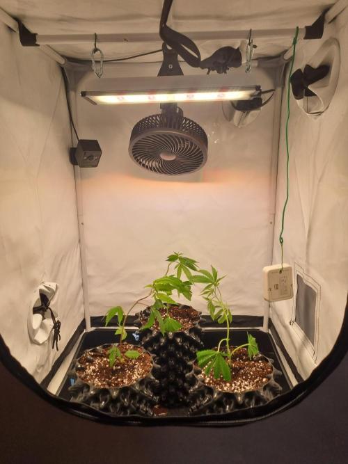 Mimosa Evo (Aurelia). Week 1