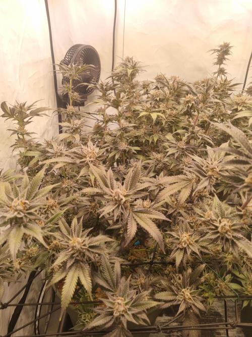 Hulkies. Week 8