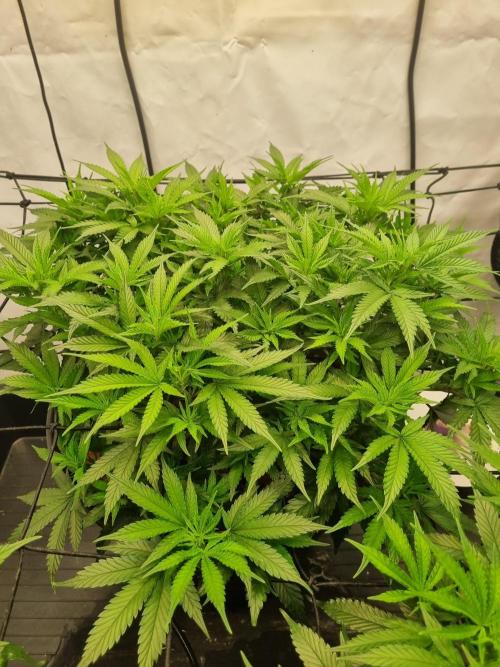 Candy Store | Steckling . Week 1