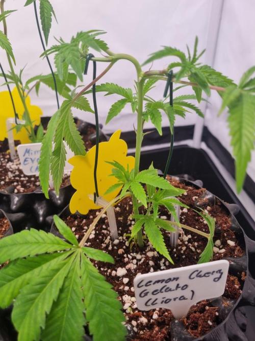 Lemon Cherry Gelato (Liora). Week 1