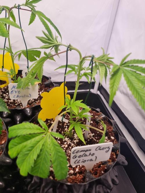 Lemon Cherry Gelato (Liora). Week 1