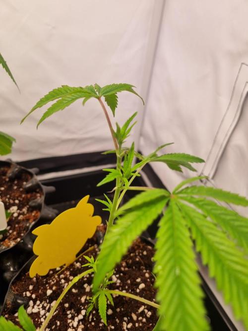 Lemon Cherry Gelato (Liora). Week 1